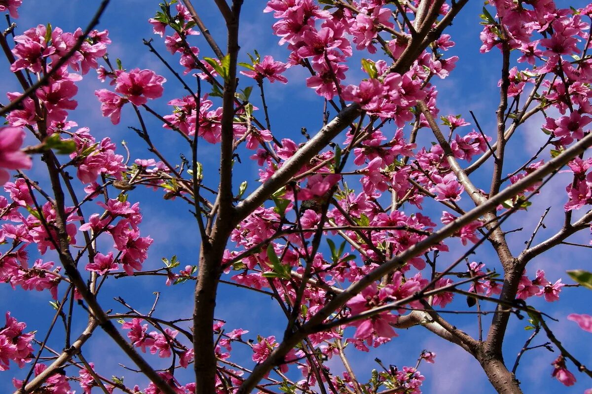 Как цветет персиковое дерево. Цветение персика. Персиковое дерево в цвету. Цветение персика фото. Персиковое дерево хорошего качества.