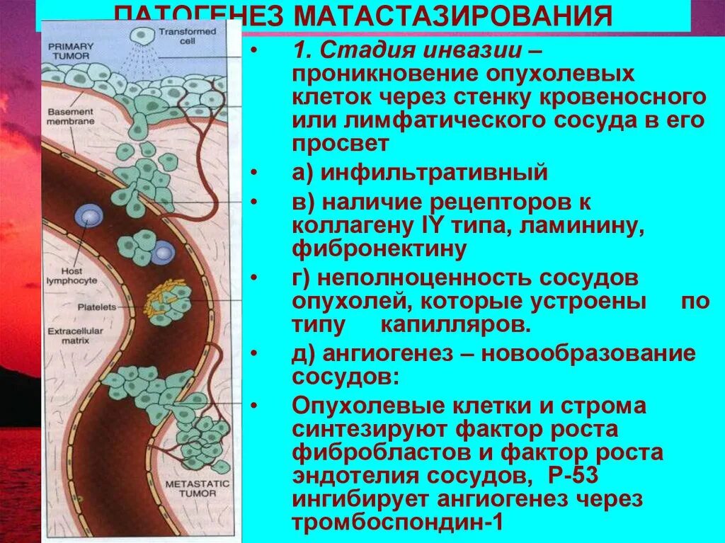 Периневральная инвазия. Лимфоваскулярная инвазия. Инвазия опухоли в кровеносные сосуды. Без признаков инвазии