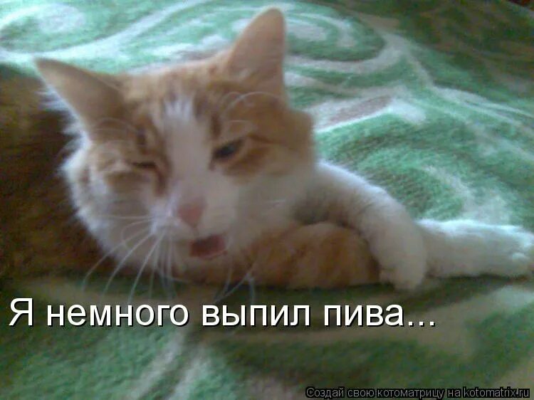 шоколад аленка мемы. пост алкогольного юмора. решили немного выпить. мемы с шоколадкой аленка. выпил немного.