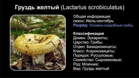 Груздь желтый рецепты
