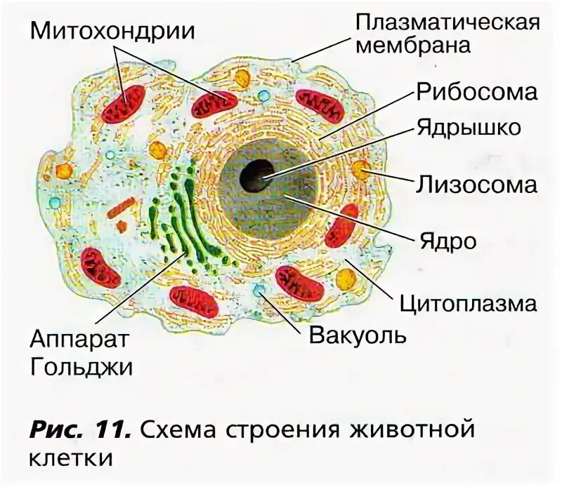 Купить стенд строение животной клетки по выгодной цене