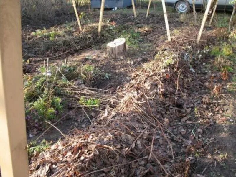 Укрытие хризантем на зиму. Виноградная лоза подмерзла. Когда убирать укрытие с винограда. Когда убирать укрытие с винограда. Когда убирать укрытие с винограда.