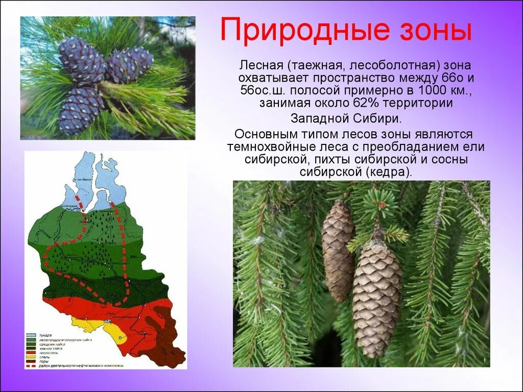 Горы урала природные зоны. Лесоболотная зона западной сибири. Солонцы почвы. Природные зоны зауралья. Арктическая природная зона.
