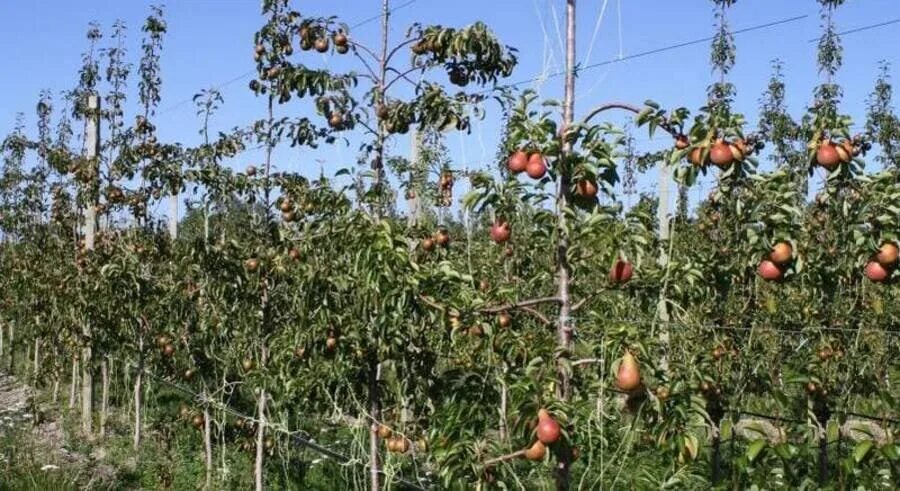 Груша кармен описание сорта фото. Груша колоновидная Кармен. Сорт груши Кармен. Груши колоновидные Кармен. Груша Кармен дерево.