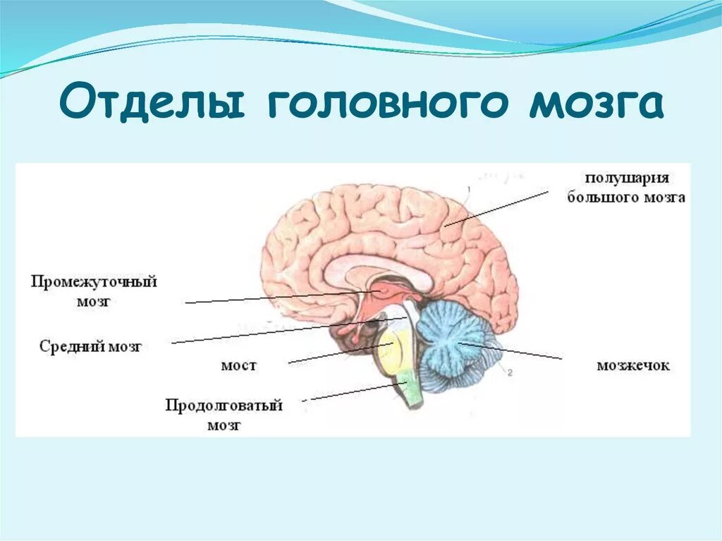 Рисунок мозга биология 8 класс. Отделы головного мозга. 8 Кл. Основные пять отделов головного мозга:. Отделы головного мозга 8 класс биология. Структуры головного мозга 5 отделов.