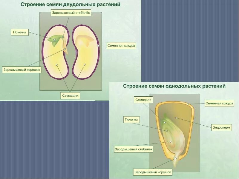 Формирование зародыша семени. Стадии развития зародыша семени. Зародышевая стадия растения это. Семя зародышевая стадия растения.