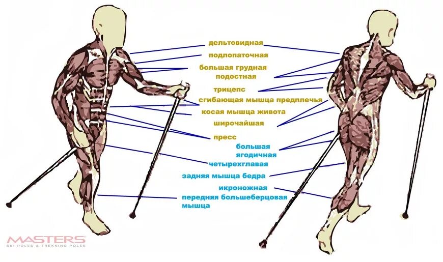Какие мышцы задействованы при скандинавской ходьбе. Мышцы задействованные при скандинавской ходьбе. Скандинавская ходьба группы мышц. Мышцы задействованные при лыжах.