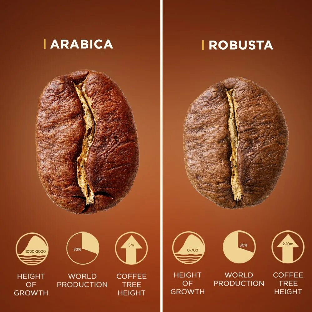 Сорт арабика и робуста. Кофе в зернах Арабика и Робуста. Зерно Арабика и Робуста разница. Зерна кофе Арабика и Робуста отличие. Сорт кофейного зерна Арабика и Робуста.