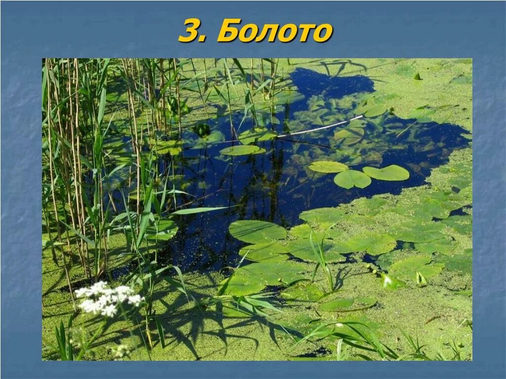 река болото. необходимые условия для образования болота. болото для дошкольников. государственный заповедник "васюганский. болото малуксинский мох.