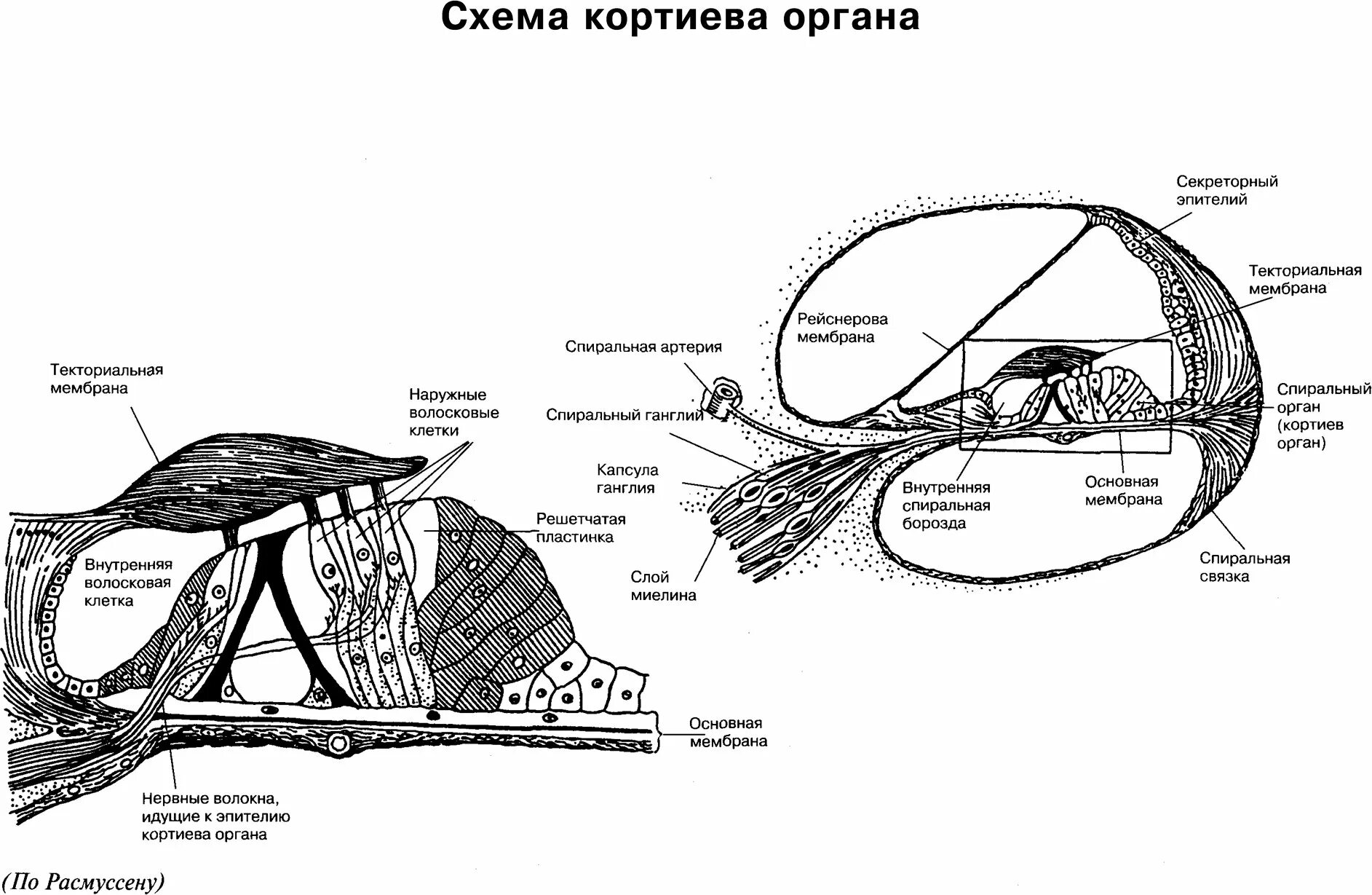 Схема строения органа. Кортиев орган строение. строение кортиева органа схема. строение внутреннего уха кортиев орган. текториальная мембрана кортиева органа.
