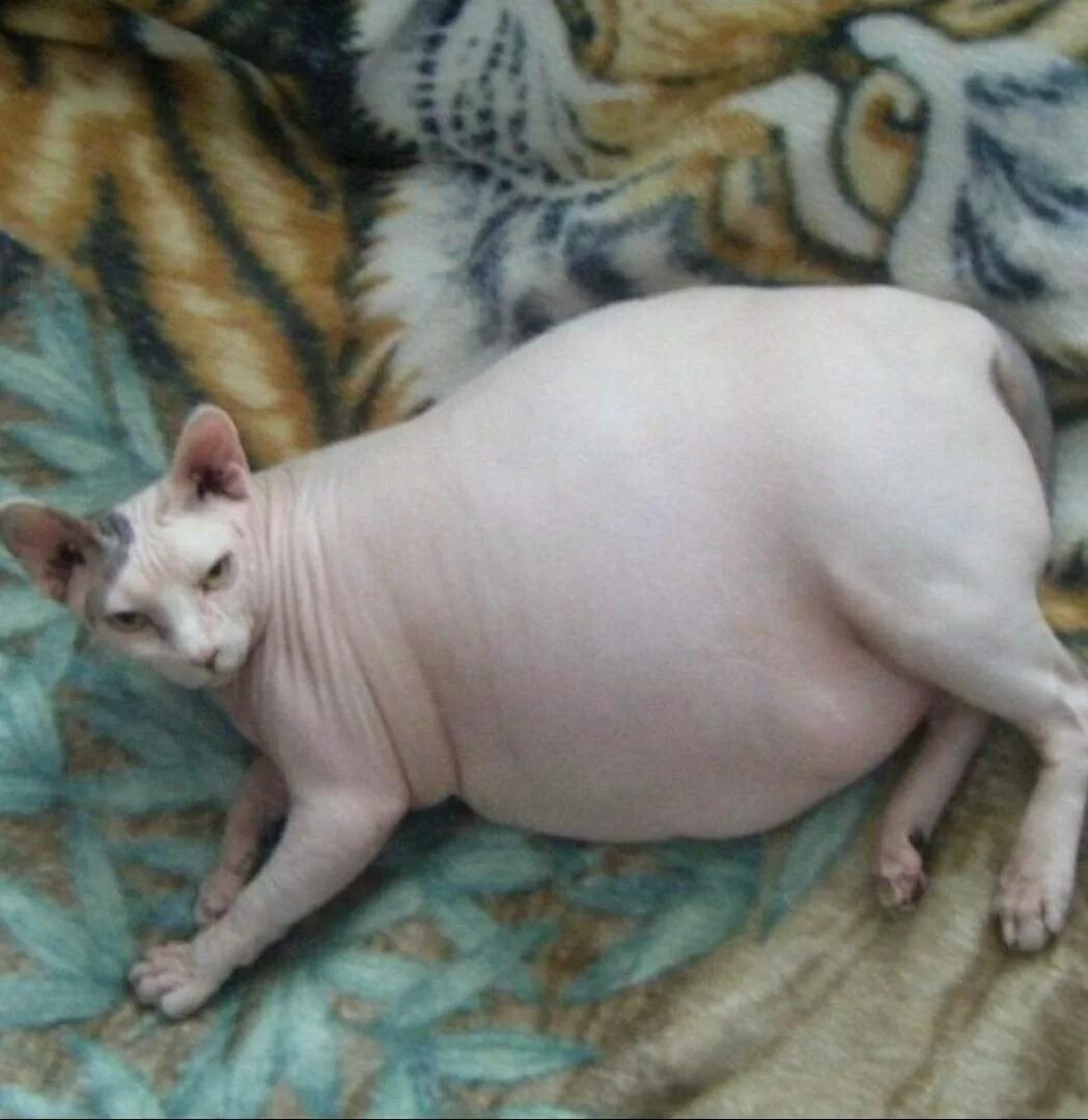 Сколько ходят кошки беременность. Донской сфинкс жирный. Донской сфинкс упитанный. Беременный сфинкс кошка. Канадский сфинкс толстый.