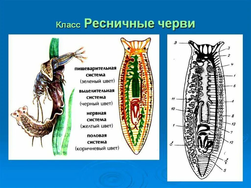 Тип плоские черви класс ресничные примеры Особенности строения плоских червей паразитов: найдено 86 изображений