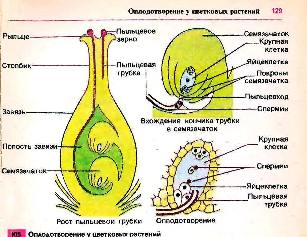 Какая часть плода развивается из стенок завязи. Строение пестика и оплодотворение. Строение зародышевого мешка цветковых растений. Оплодотворение покрытосеменных растений схема. Строение цветка зародышевый мешок.