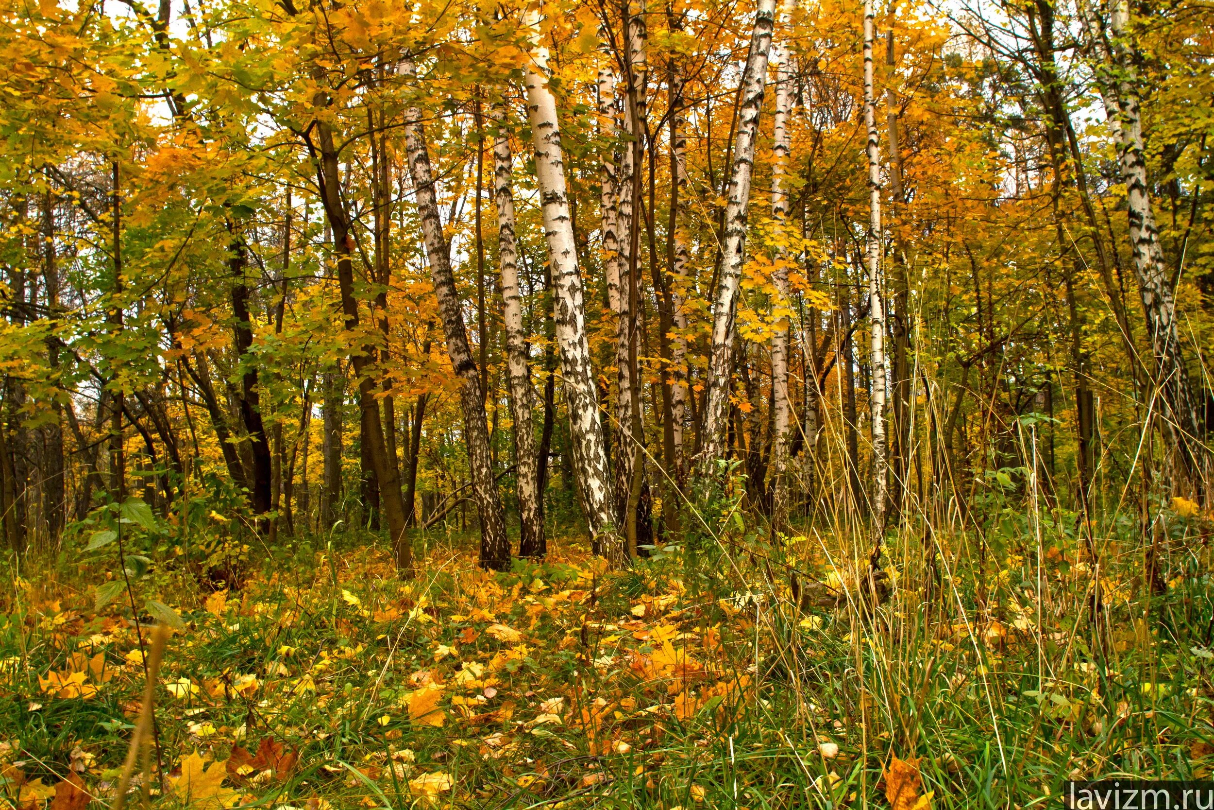 Ночь осень береза желтая. Осенняя поляна в лесу. Лес подольск березовый. Кленовая роща лес. На опушке леса золотом горит листва.