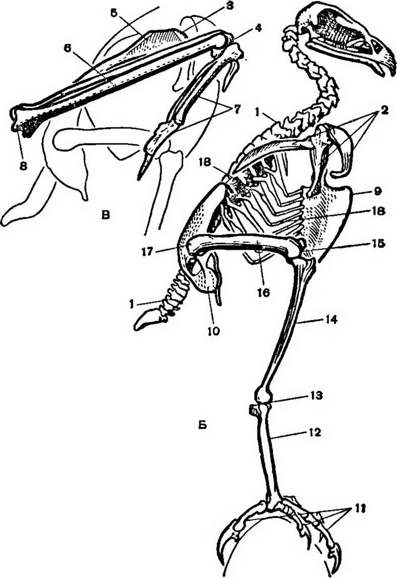 Анатомия птиц. Пластическая анатомия птицы. Скелет птицы. Плечевой пояс птиц.