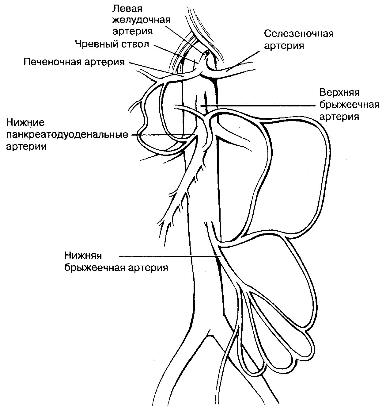 Ветви верхней брыжеечной артерии схема. Верхняя брыжеечная артерия схема. Схема анастомоза ветвей чревного ствола. Ветви нижней брыжеечной артерии схема. Чревный ствол и его ветви