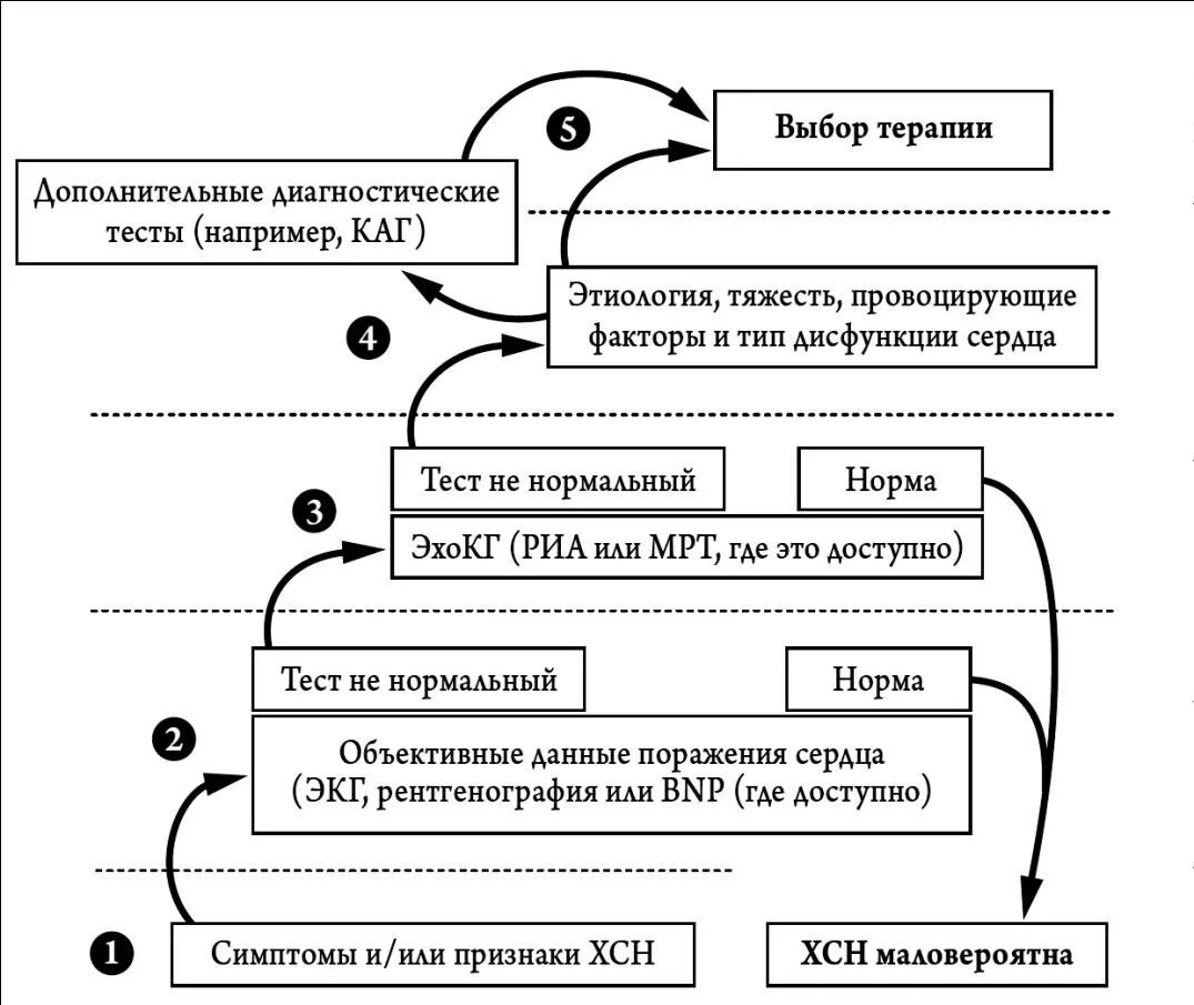 Алгоритм сердечной недостаточности. Алгоритм лечения сердечной недостаточности. Алгоритм диагностики ХСН. Диагностический алгоритм сердечной недостаточности. Алгоритм лечения хронической сердечной недостаточности.