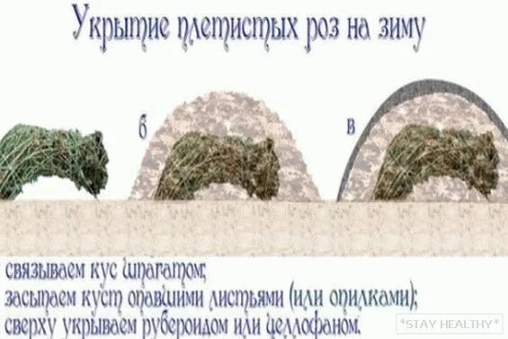 Как уложить плетистую розу на зиму правильно. Укрытие плетистой розы на зиму. укрытие плетистых роз. укрытие плетистых роз на зиму.