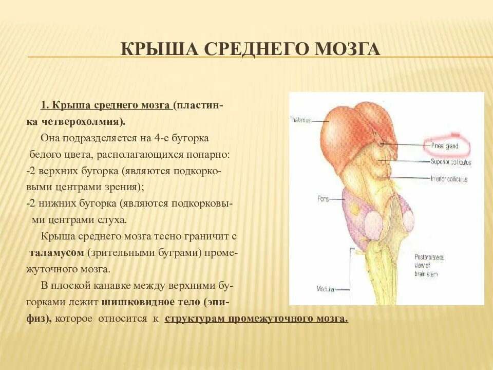 Средний мозг включает в себя