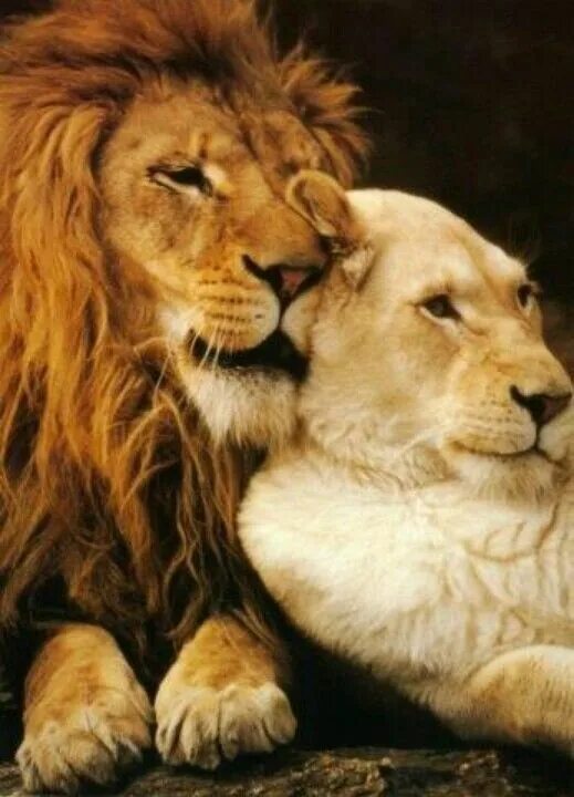 Pin on Lions Lion love, Lion couple, Animals