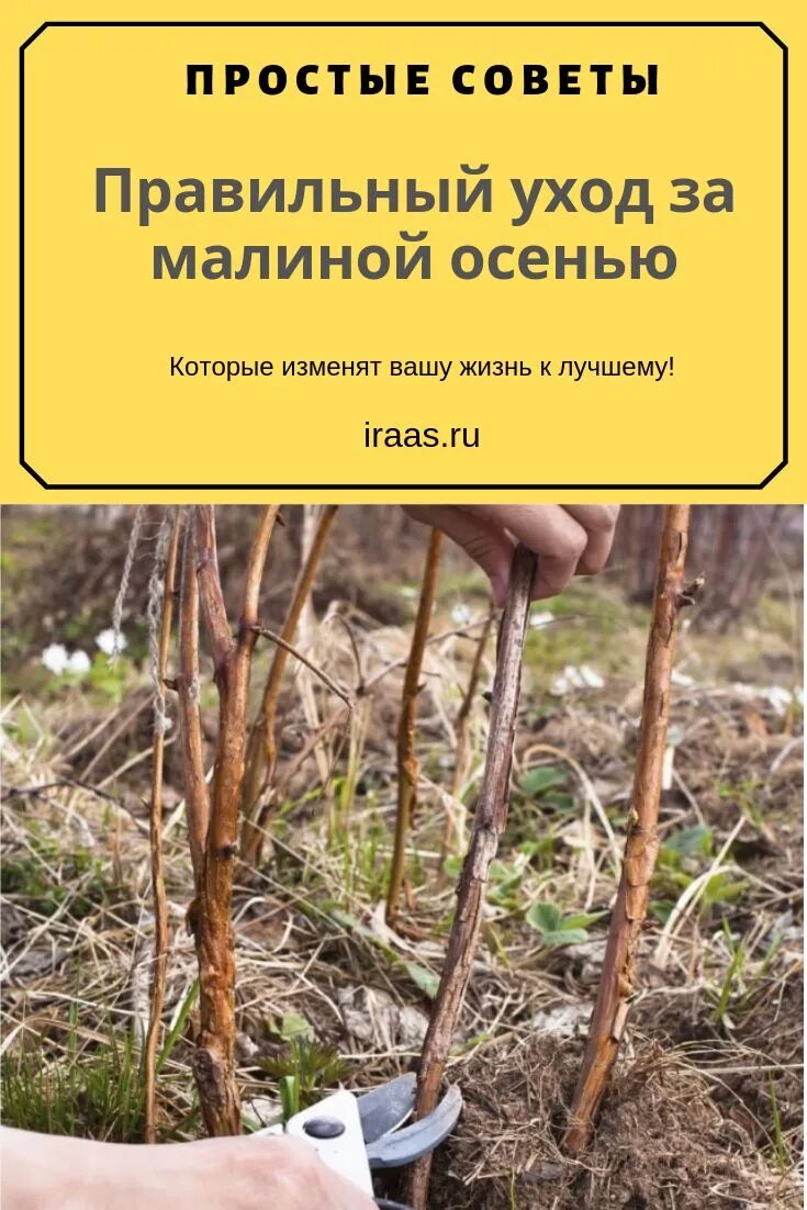 Как правильно ухаживать за малиной. Обрезка малины осенью. Правильно обрезать малину. Уход за малиной. Правильная обрезка малины осенью.