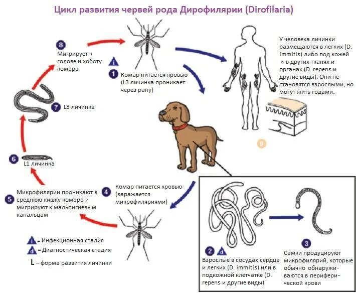 Можно ли заразиться от комара