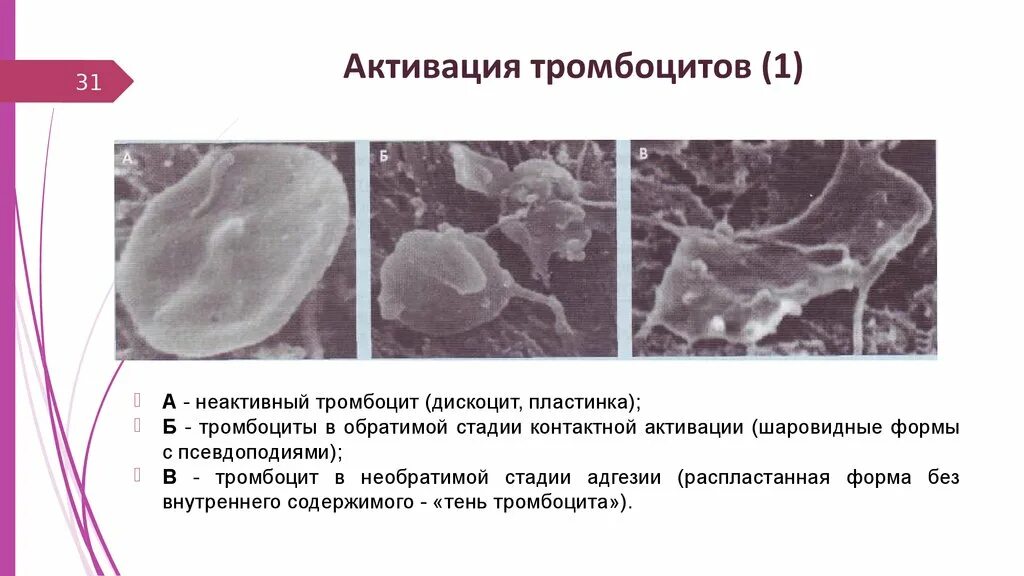 Содержимое гранул тромбоцитов