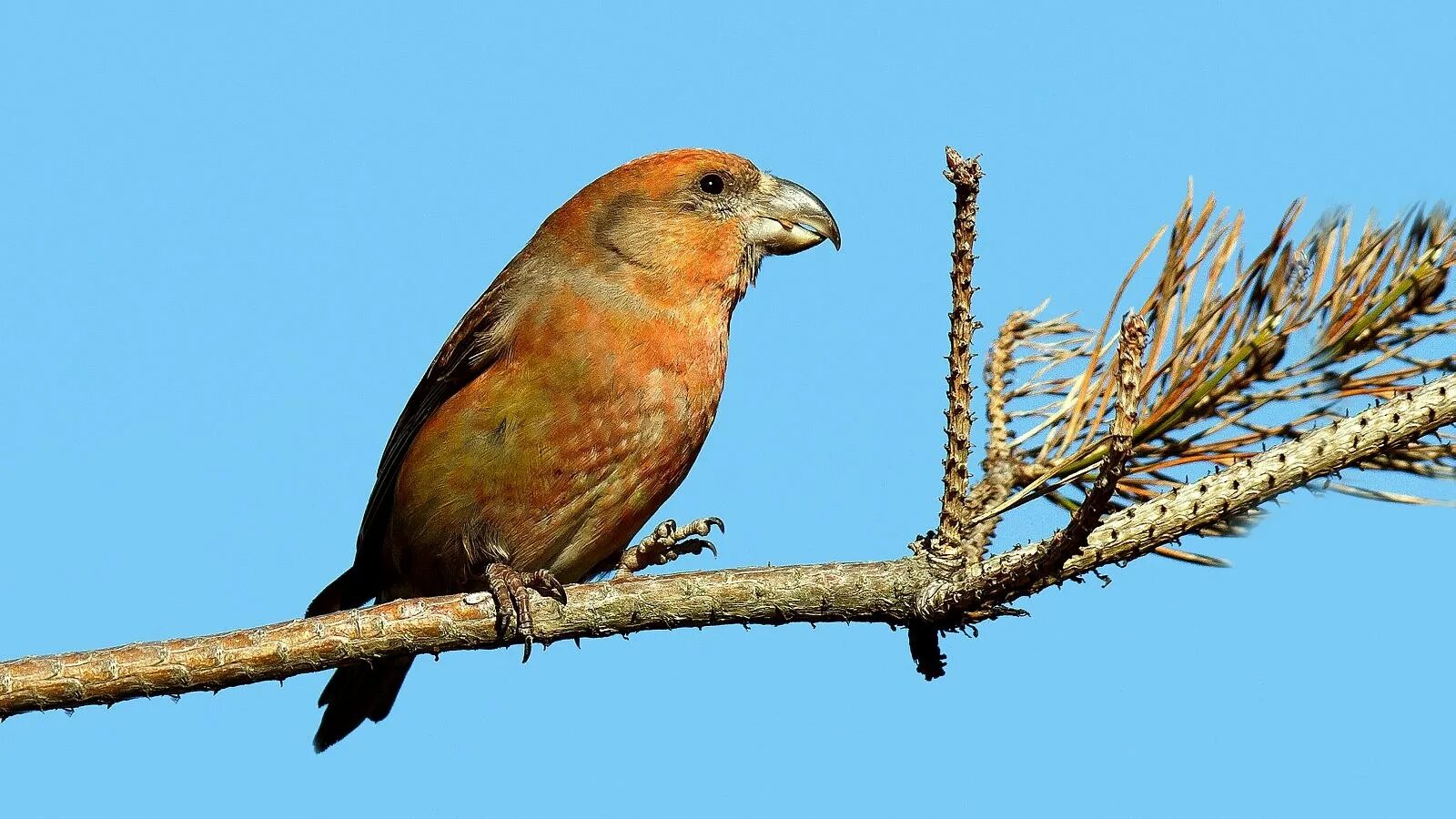 Как поет клест. Клёст-сосновик loxia pytyopsittacus. клёст-сосновик. клёст-еловик и клёст-сосновик. клест еловик и сосновик.