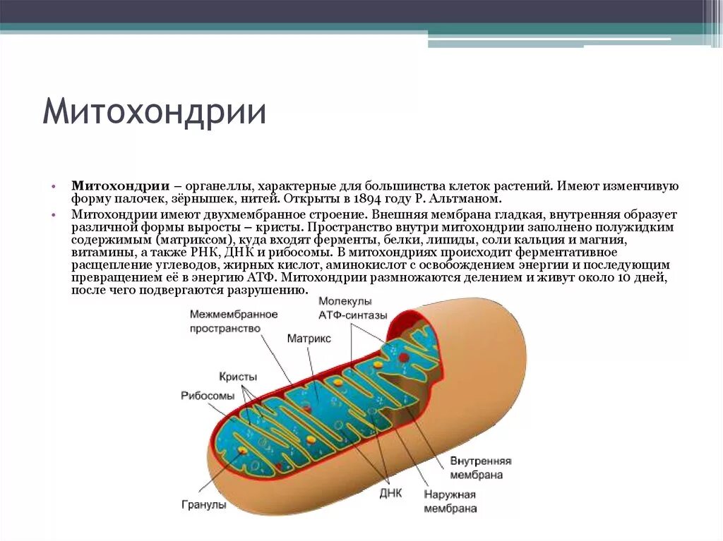 Строение ядра митохондрии. Строение митохондрии клетки. Строение митохондрии растительной клетки. Митохондрии растительной клетки строение и функции. Клеточная стенка митохондрии.