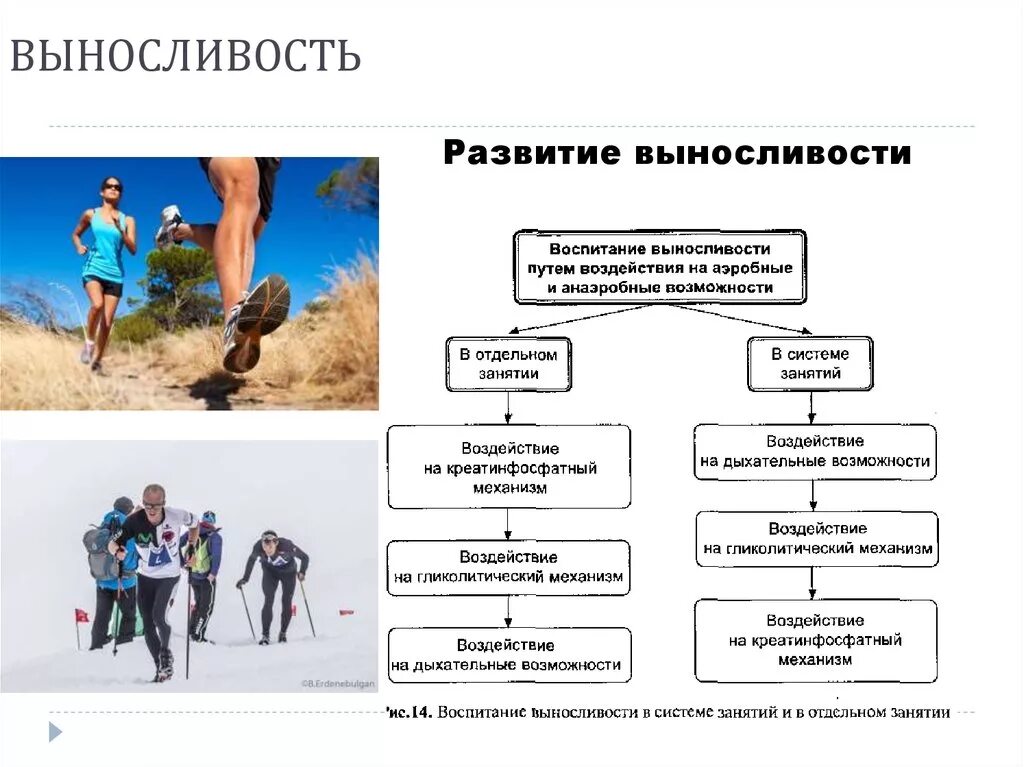 Воспитание качества выносливости. Методы развития выносливости схема. Выносливость упражнения для развития выносливости. Циклические упражнения на выносливость. Физическое качество выносливость.