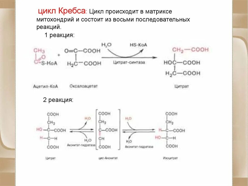 3 реакция цикла кребса. 2 Реакция цикла Кребса. Цикл Кребса биохимия формулы. Сукцинат цикл Кребса. Цикл Кребса биохимия реакции формулы.