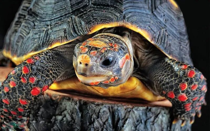 Угольных черепах. Угольных черепах. Южноамериканская угольная черепаха. Угольных черепах. Угольная черепаха домашняя.