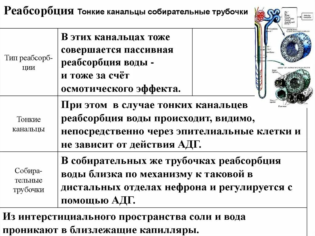 Процесс в собирательной трубочке