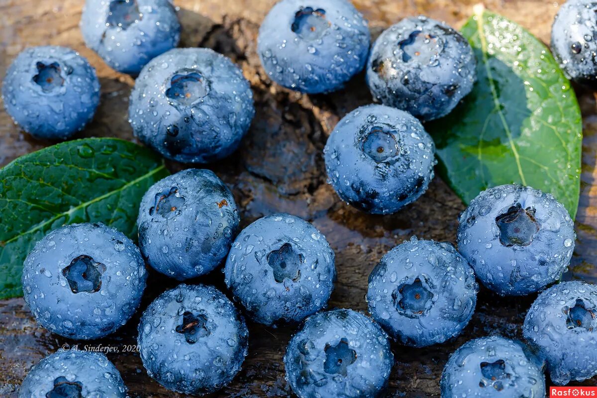 Голубика высокорослая bluecrop. Блуберри ягода куст. Лохина фото. Голубика блюкроп. Лохина фото.