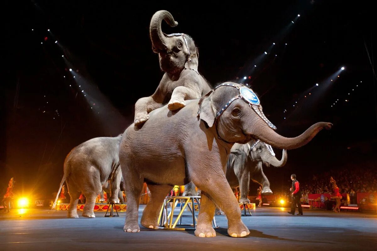 Цирк братьев Ринглинг. Цирковые животные. Слон в цирке. Слоны в цирке.