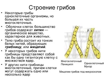 Гриб это клетка