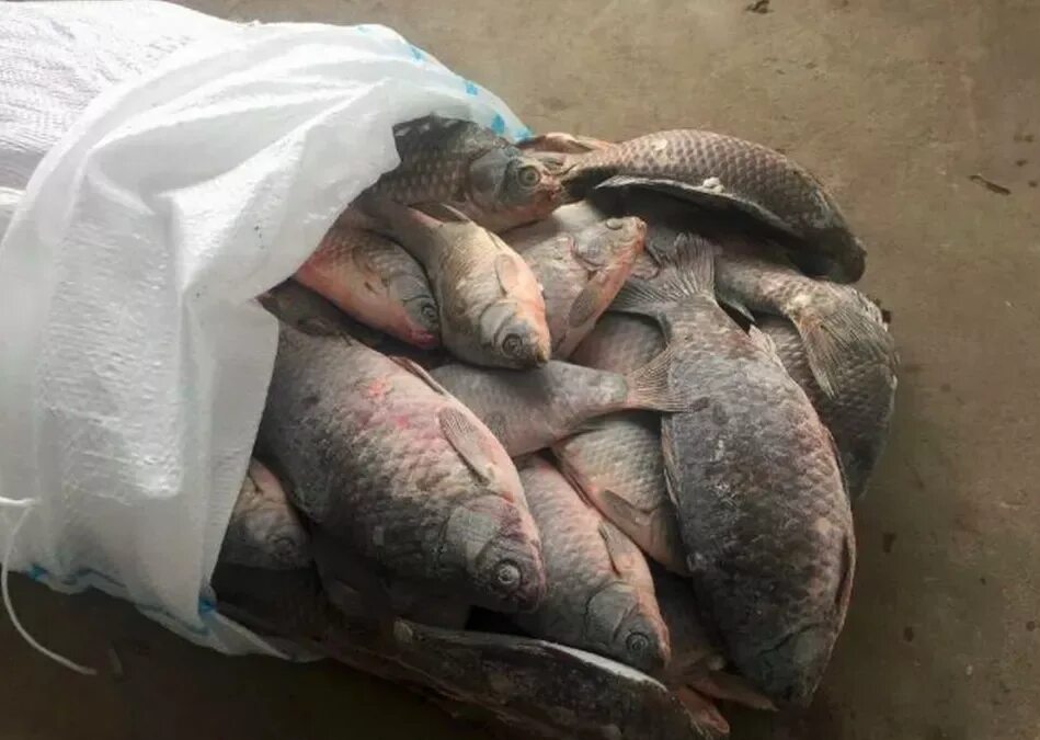 Какие рыбы в астраханской области. Рыбы Астраханской области. Продажа рыбы. Рыб продаете. Рыба в реке.