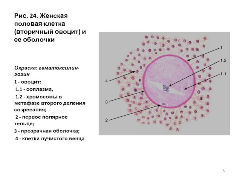 Созревание полярных телец. Овоцит окраска гематоксилин. Вторичный овоцит. Овоцит окраска. Вторичная половая клетка.