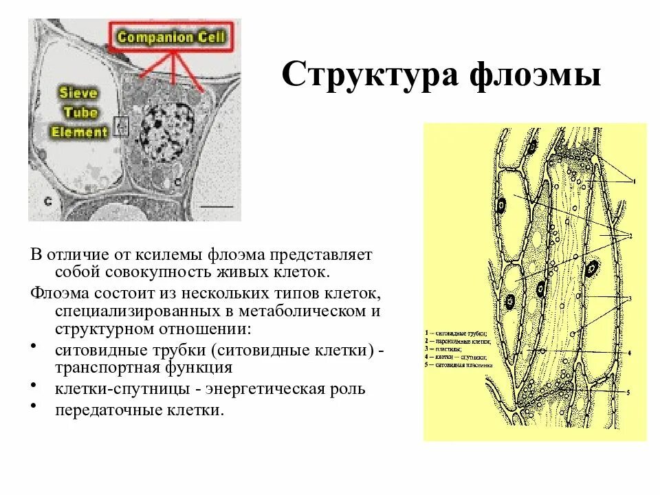 Ситовидные трубки флоэмы. Флоэма строение клетки. Ксилема и флоэма у растений строение. Клетки спутницы флоэмы. Признаки характерные для клеток флоэмы