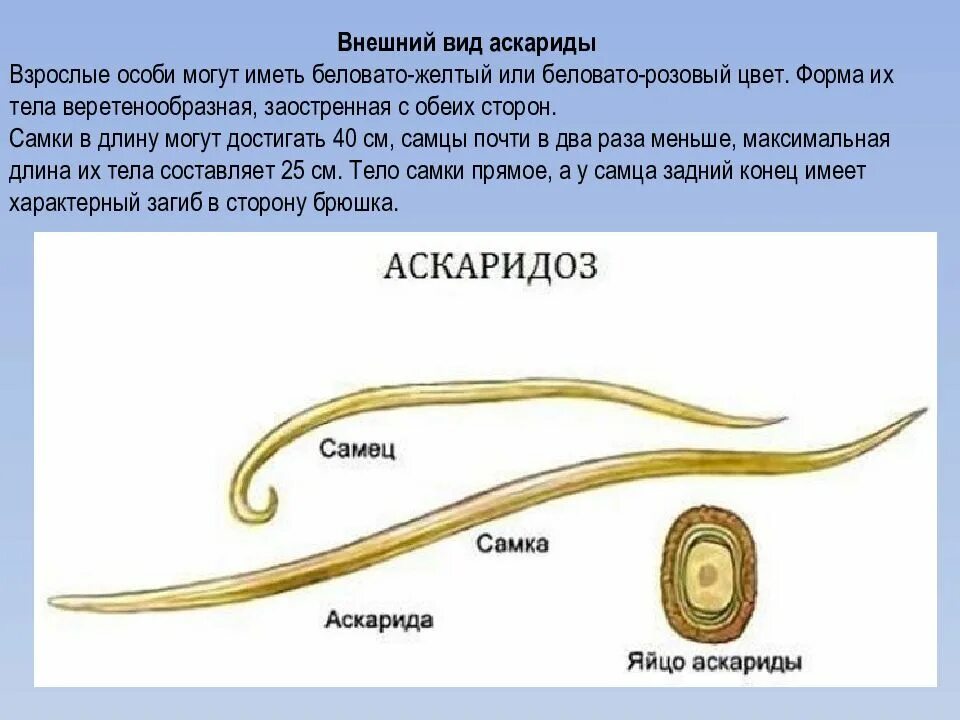 В каком органе обитает взрослая особь аскариды. Аскарида человеческая строение. Личинка аскариды строение. Название личинки аскариды человеческой.