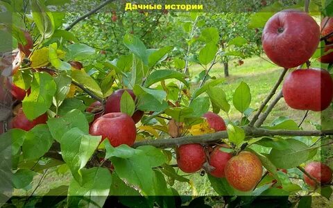 Яблоня не плодоносит