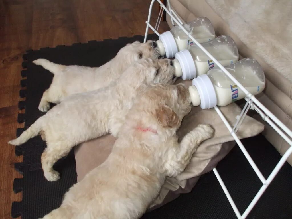 Приспособление для кормления щенков новорожденных. Собачье молоко. Приспособление для выкармливания щенков. Мама собака и щенок. Приспособление для кормления щенков новорожденных.