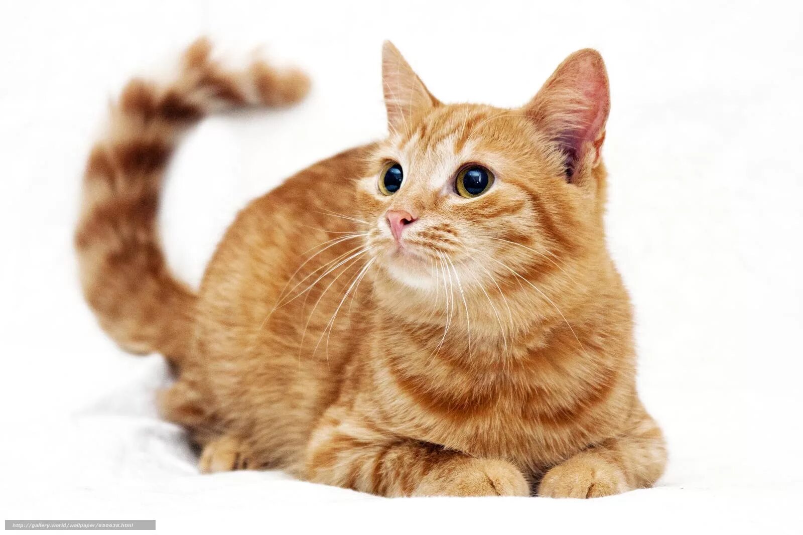 Фон рыжий кот. Кот на белом фоне. кошка на белом фоне. рыжая кошка на белом фоне. рыжий котёнок.