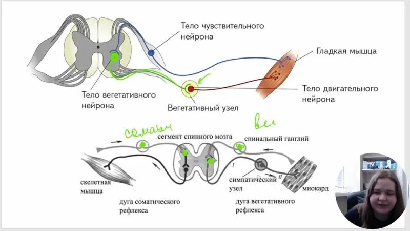 Рассмотрите схему рефлекторной дуги.(а) Подпишите все звенья рефлекторной дуги, 