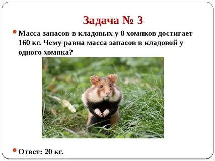 Секретное задание в хомяке на 100