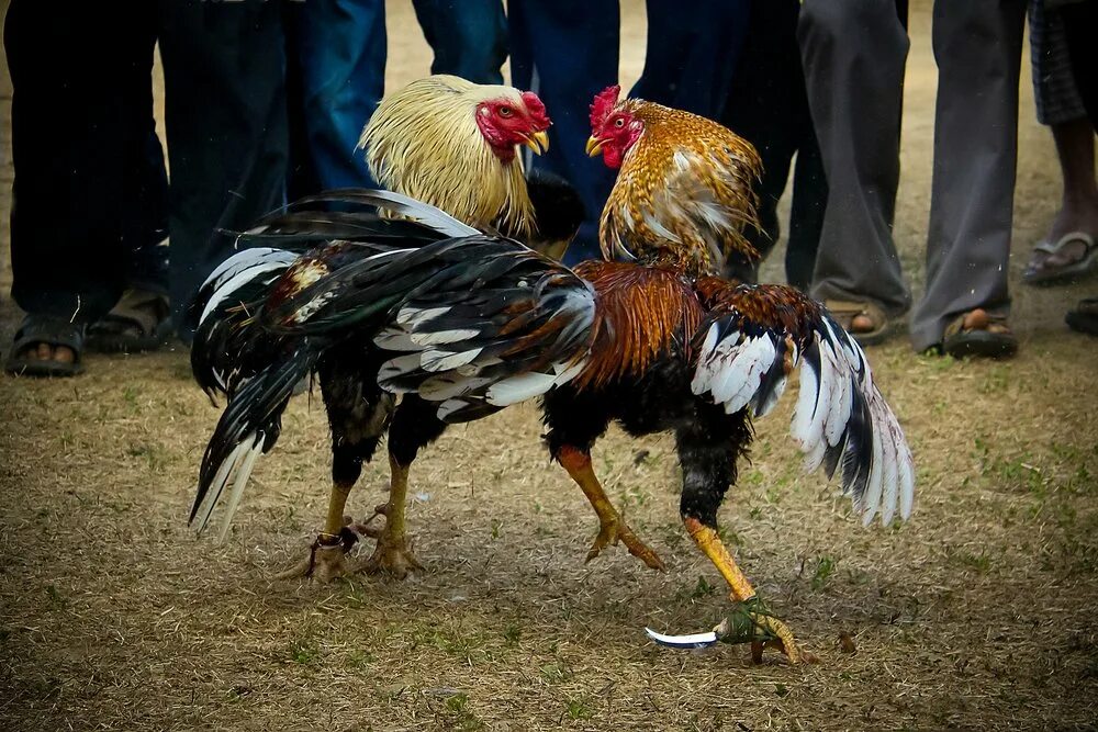 Cock fight. Королевский Азиль индийский. Петухи дерутся.