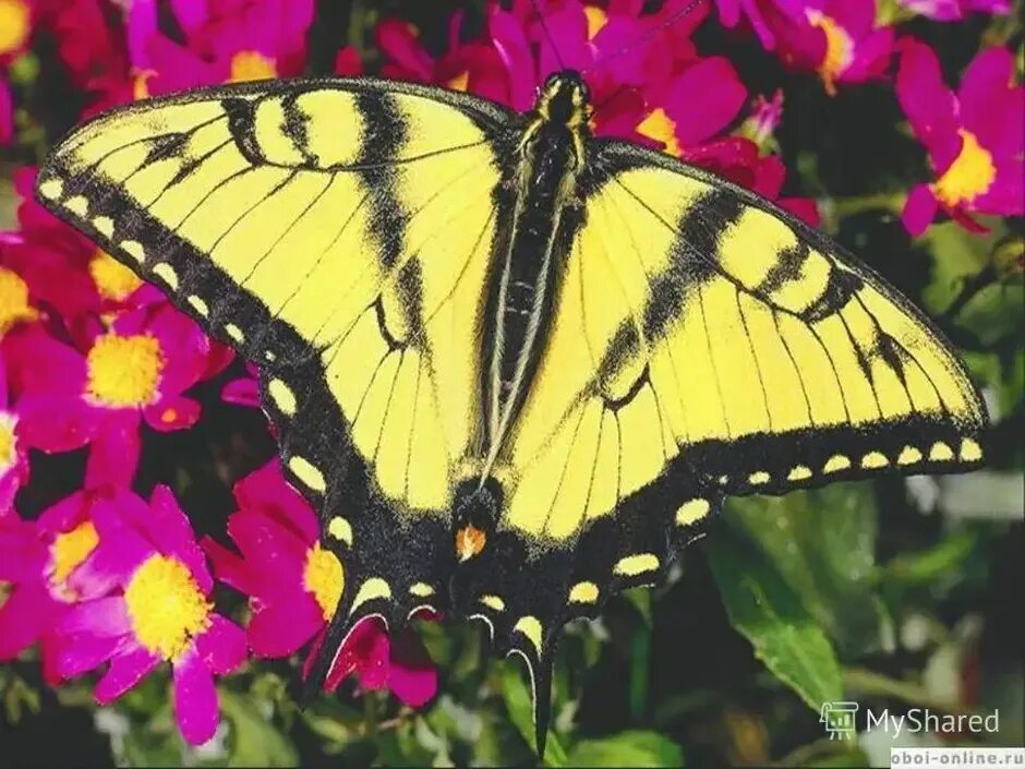 Желтые бабочки название фото File:Colias  Wikipedia