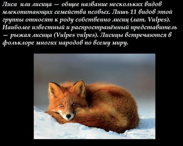 В каком fox