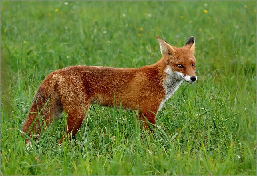 Лиса млекопитающее. Лисичка патрикеевна полярная. Лисичка для малышей. Огнёвка вятская лиса. Лиса фото рисунки.