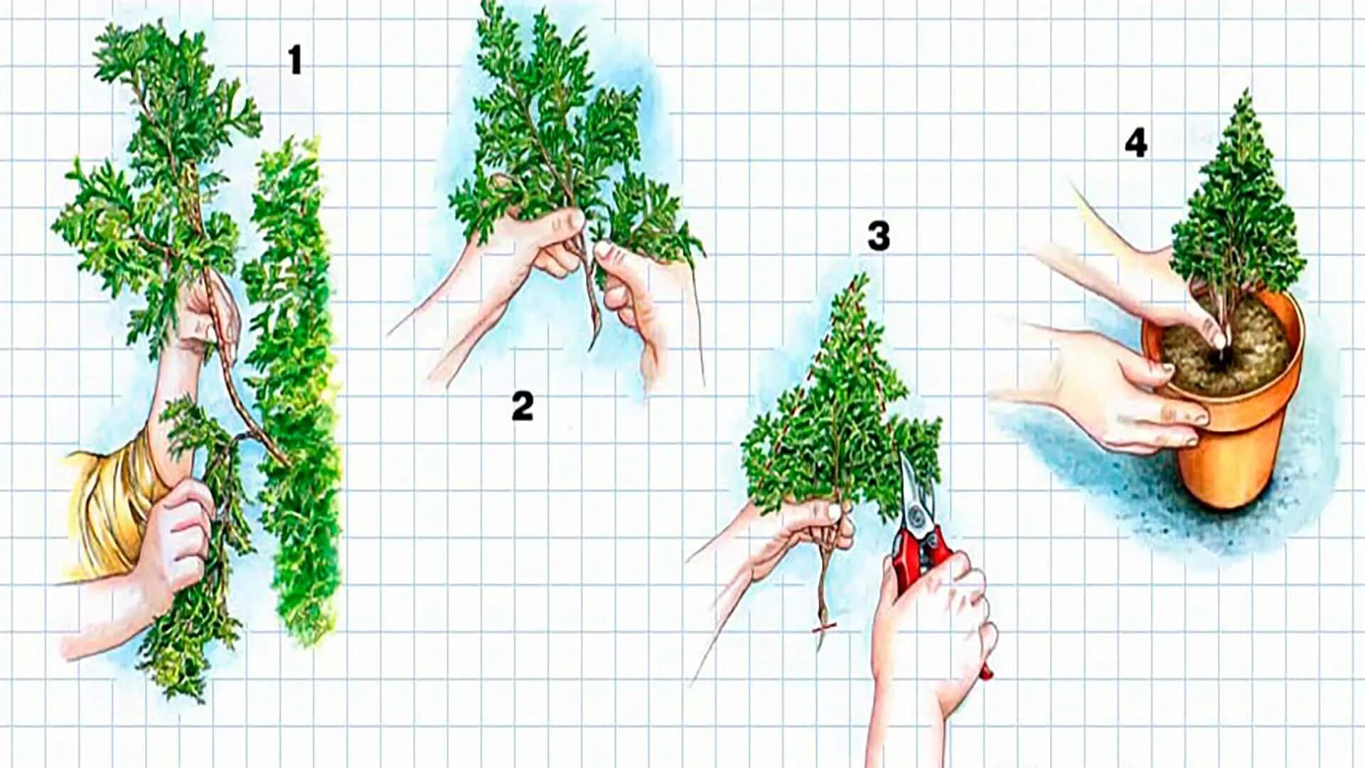 Черенкование хвойных. Размножение туи черенкованием. Черенкование туи Смарагд. Размножение туи черенками. Укоренение туи черенками.